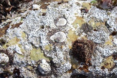 Scutellastra cochlear