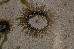 Anthopleura michaelseni