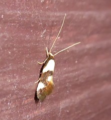 Opogona comptella