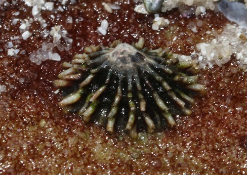 Siphonaria serrata