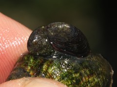 Crepidula porcellana