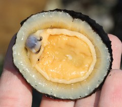 Scutellastra granularis