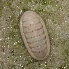 Ischnochiton bergoti