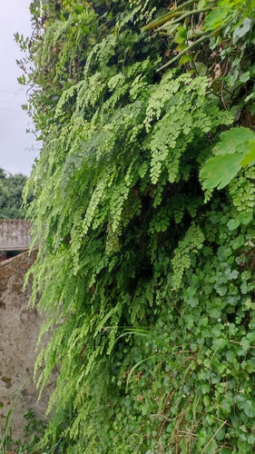 Adiantum raddianum iNat (2)