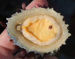 Scutellastra barbara