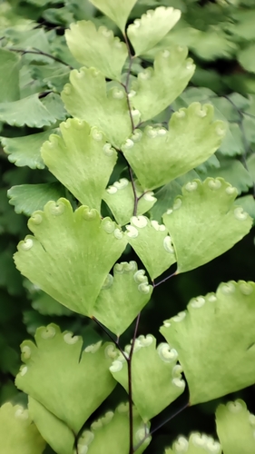 Adiantum raddianum
