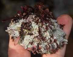 Scutellastra barbara