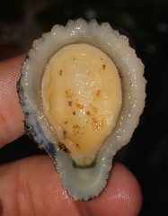 Scutellastra cochlear