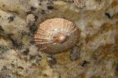 Scutellastra granularis