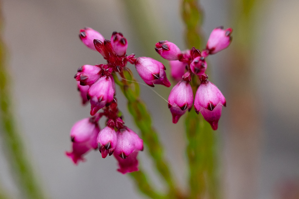 Browntip Heath