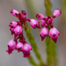 Erica rhopalantha - Photo (c) magriet b, μερικά δικαιώματα διατηρούνται (CC BY-SA), uploaded by magriet b