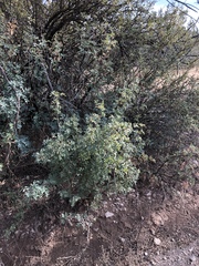 Berberis haematocarpa