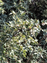 Berberis haematocarpa