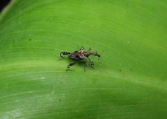 Stephanorhynchus lawsoni