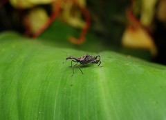 Stephanorhynchus lawsoni