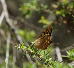 Heteronympha paradelpha
