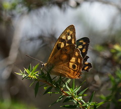 Heteronympha paradelpha