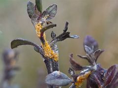 Austropuccinia psidii image