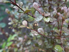 Austropuccinia psidii image