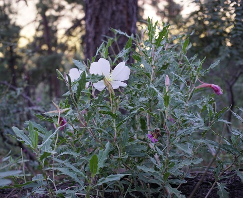 New Mexico Evening Primrose (Oenothera neomexicana)