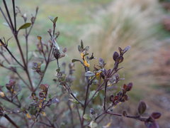 Austropuccinia psidii image
