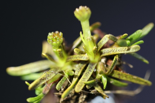 Abrotanella fertilis (Abrotanella fertilis)