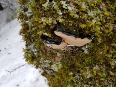 Phellinus lundellii