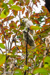 Cacatua sulphurea