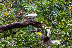 Cacatua sulphurea