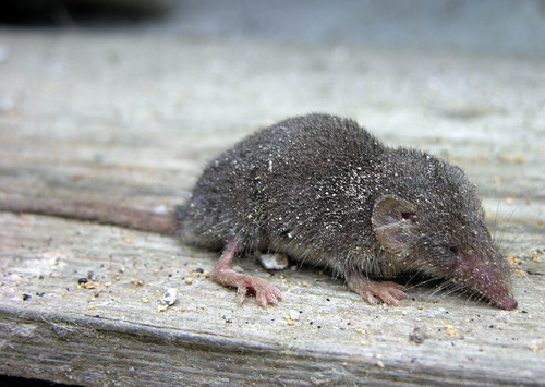 Güldenstädt's shrew