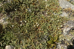 Thymelaeaceae