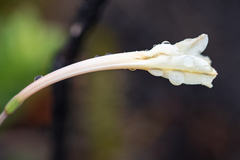 Cyrtanthus leucanthus