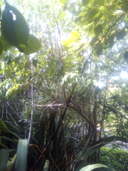 Cornus capitata