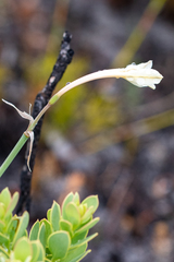 Cyrtanthus leucanthus