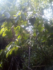 Cornus capitata