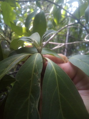 Cornus capitata