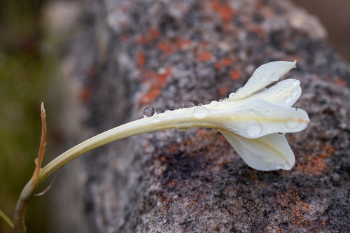 Cyrtanthus leucanthus