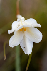 Cyrtanthus leucanthus
