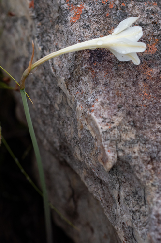 Cyrtanthus leucanthus
