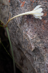 Cyrtanthus leucanthus