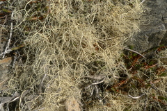 Usnea torulosa
