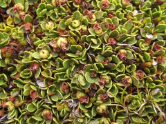 Gaultheria nubicola