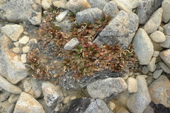 Epilobium margaretiae