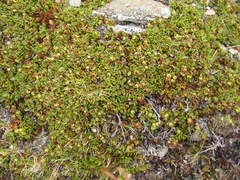 Gaultheria nubicola