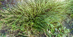 Ephedra monosperma