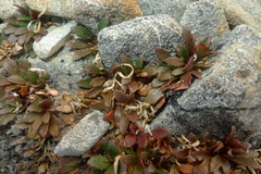 Epilobium margaretiae