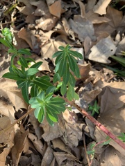 Euphorbia oblongata