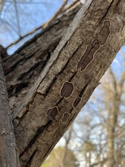 Fungi