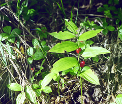 Streptopus streptopoides