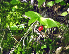 Streptopus streptopoides